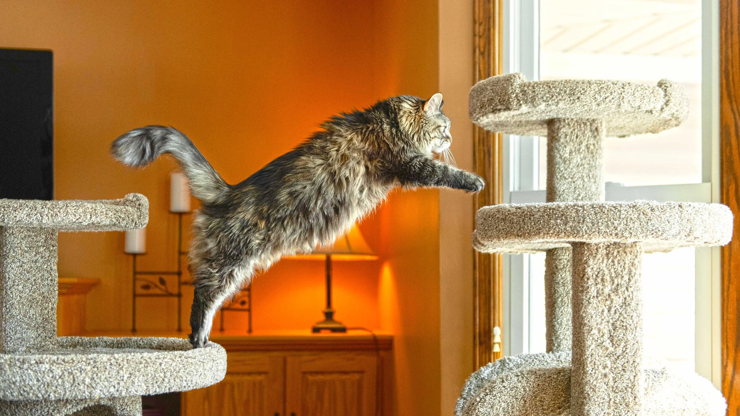 Cat jumping between two cat trees in a home setting