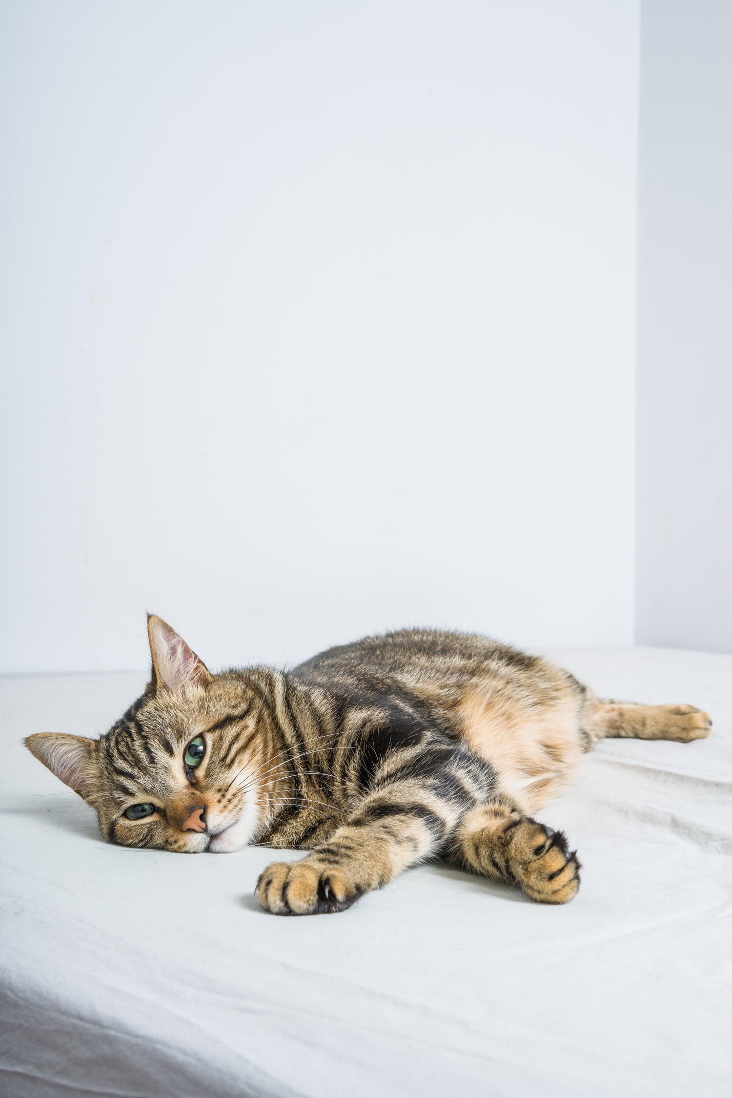 Tabby cat lounging on a white bed, representing comfort and modern cat furniture lifestyle